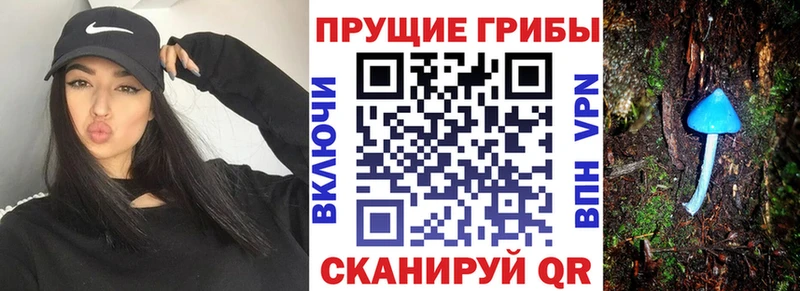 Псилоцибиновые грибы MAGIC MUSHROOMS  кракен зеркало  Новоузенск  как найти наркотики 